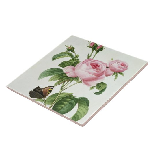 ローザCentifolia タイル (側面)