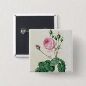 ローザCentifolia Bullata 缶バッジ (正面&裏面)