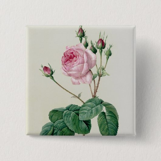 ローザCentifolia Bullata 缶バッジ (正面)