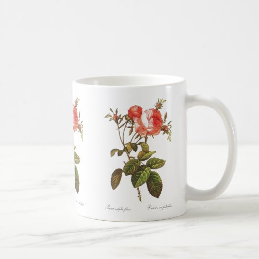 ローザCentifolia Foliacea コーヒーマグカップ (右)