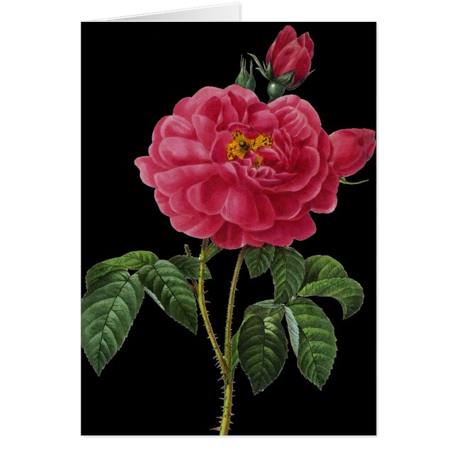 ローザGallica (正面)