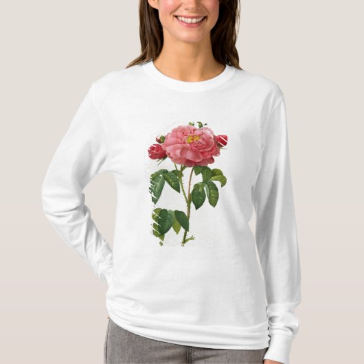 ローザGallica Aurelianensis Tシャツ (正面)