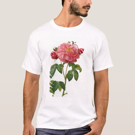 ローザGallica Aurelianensis Tシャツ (正面)