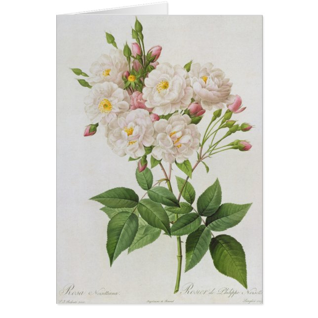 ローザNoisettiana、from'Lesのバラ (正面)