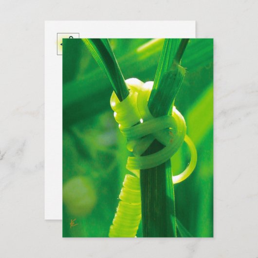 ロージーザリベータースイーツピーつる植物勇気付けられる ポストカード (正面/裏面)