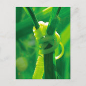 ロージーザリベータースイーツピーつる植物勇気付けられる ポストカード (正面)