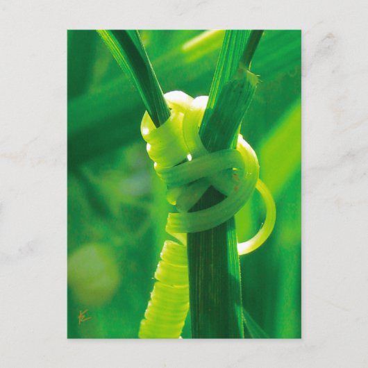 ロージーザリベータースイーツピーつる植物勇気付けられる ポストカード (正面)