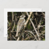 ロージー・グロス・ポストカード ポストカード (正面/裏面)