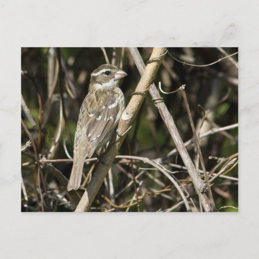 ロージー・グロス・ポストカード ポストカード (正面)