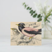 ロージー・バード・スケッチ ポストカード (スタンド正面)