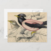 ロージー・バード・スケッチ ポストカード (正面/裏面)