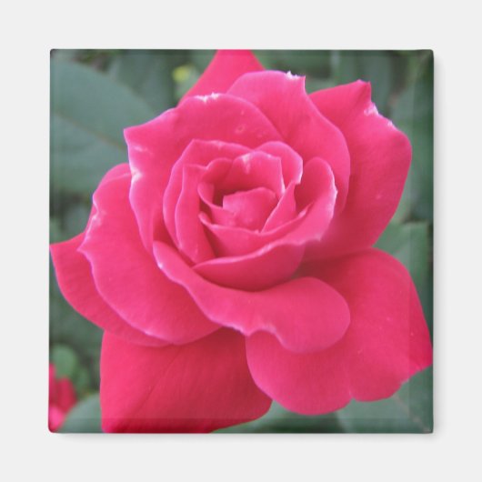 ロージー マグネット (正面)