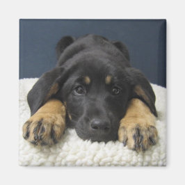 ロージー マグネット