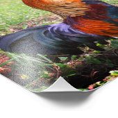 ロースタークロウイングファーム動物8x8 フォトプリント            (角)