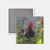 ロースター磁石 マグネット (正面/裏面)