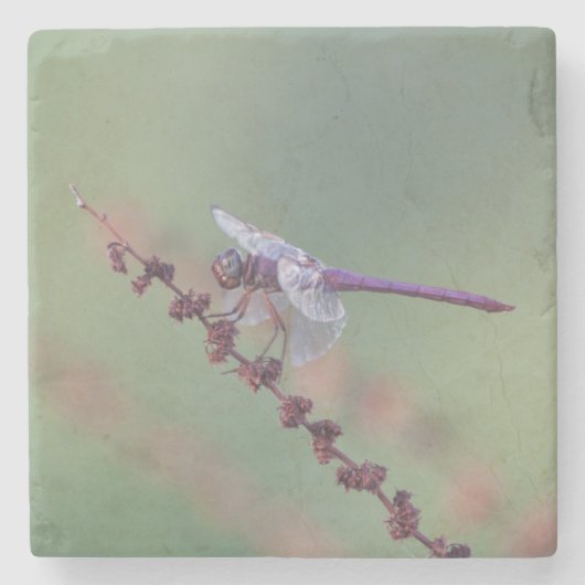 ローズテスキマードラゴンフライ ストーンコースター (正面)