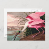 ローズテスプーンビルAudubon鳥の野生動物 ポストカード (正面/裏面)