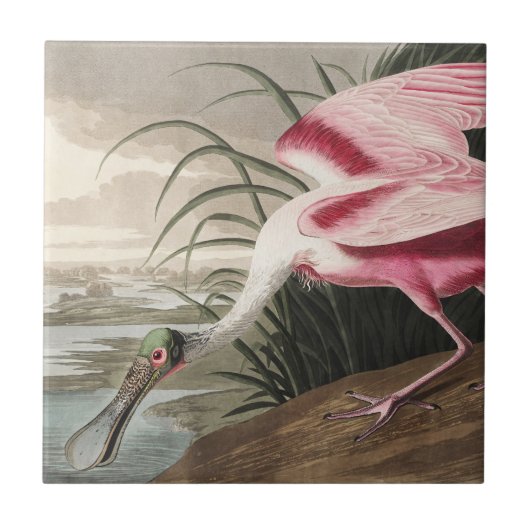 ローズテスプーンビルAudubon鳥絵を描野生動物 タイル (正面)