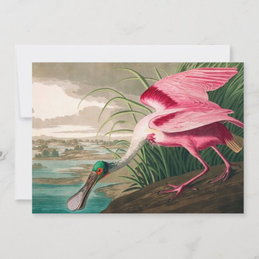 ローズテスポンビルby John James Audubon サンキューカード (正面)