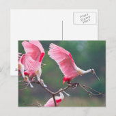 ローズテスポーンビルズ(Ajaia Ajaja)着陸 ポストカード (正面/裏面)