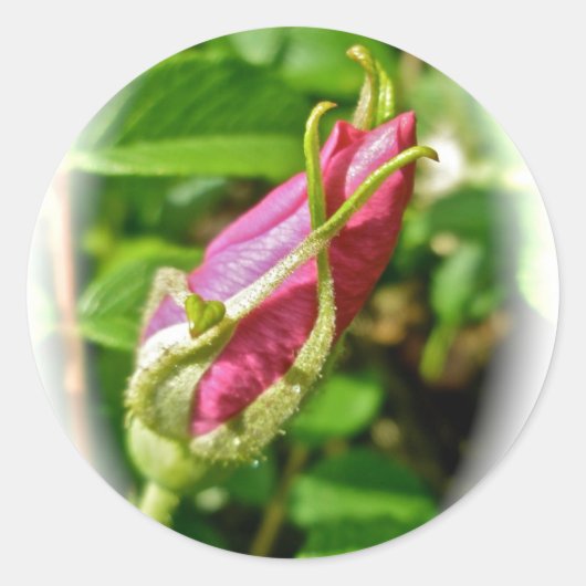 ローズバッドのシール ラウンドシール (正面)