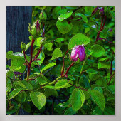 ローズバッド ポスター (正面)