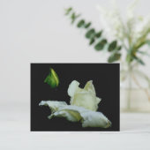 『ローズバド・アフター・レインフラワーの写真はがき』 ポストカード (スタンド正面)