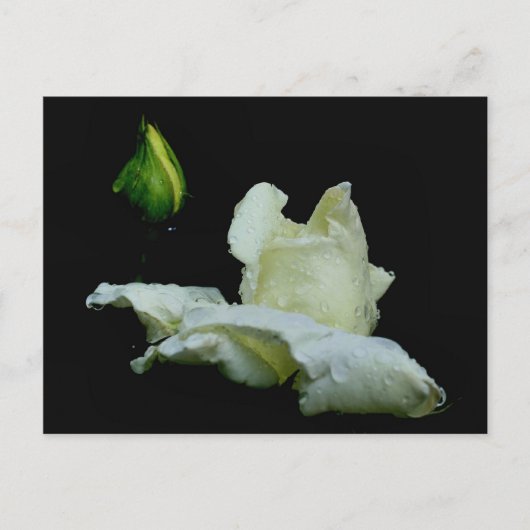 『ローズバド・アフター・レインフラワーの写真はがき』 ポストカード (正面)