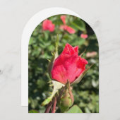 ローズブドガーデンアーチ、フラットカード 招待状 (正面/裏面)