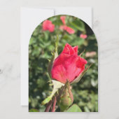 ローズブドガーデンアーチ、フラットカード 招待状 (正面)