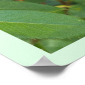 ローズブド写真ポスター ポスター (角)