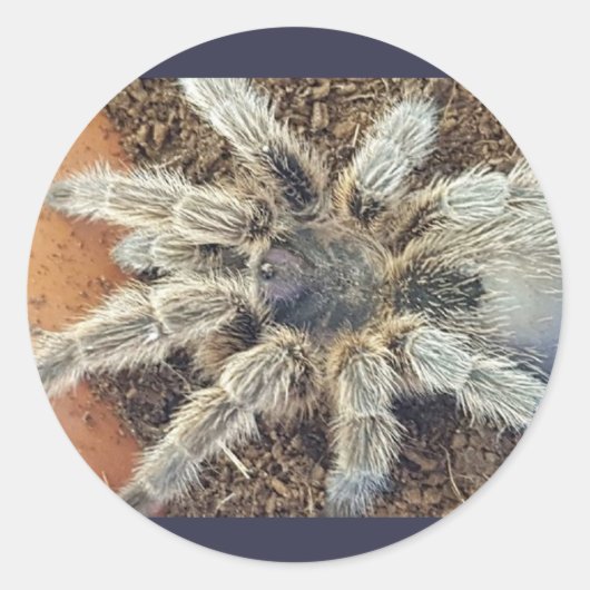 ローズヘアシール ラウンドシール (正面)