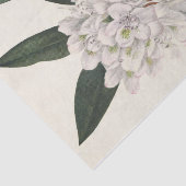 ローズベイロードデンドンバイマリーブヴォーウォルコット 薄葉紙 (詳細)