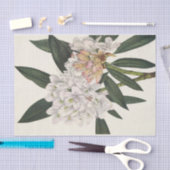 ローズベイロードデンドンバイマリーブヴォーウォルコット 薄葉紙 (クラフト)