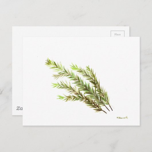 ローズマリーの植物を描いたキッチンアート 水彩画 ポストカード (正面/裏面)