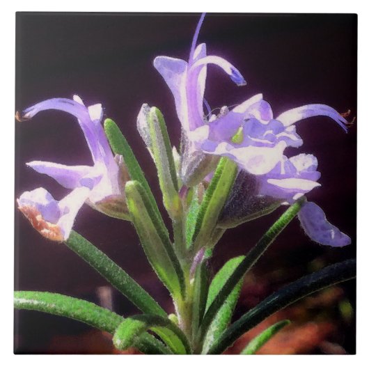 ローズマリーの花 タイル (正面)