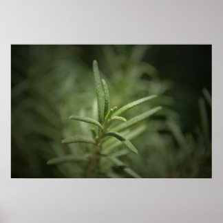 ローズマリー美しい ポスター