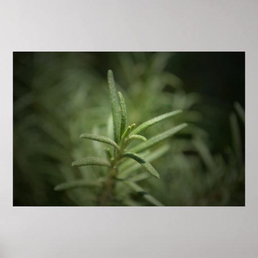 ローズマリー美しい ポスター (正面)