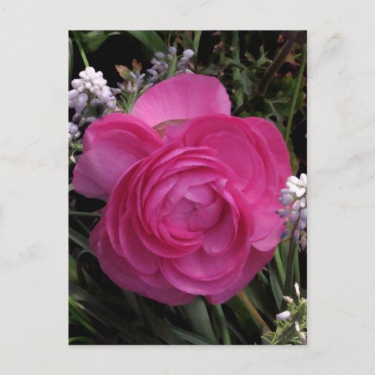 ローズレッド… ポストカード (正面)