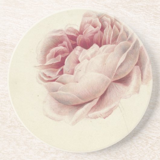 ローズ・ルース (1792) – 時を超えるヴィンテージ植物画アート コースター (正面)