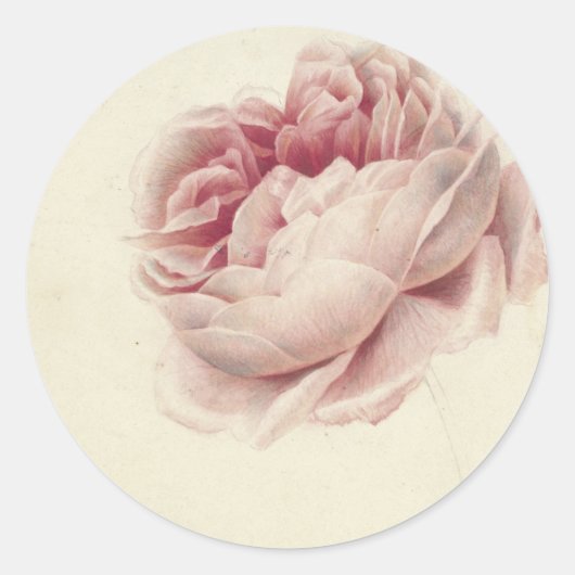 ローズ・ルース (1792) – 時を超えるヴィンテージ植物画アート ラウンドシール (正面)