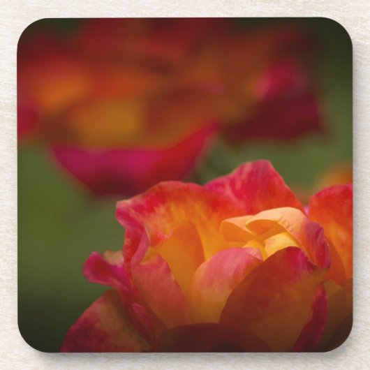 ローゼコックコースター コースター (正面)