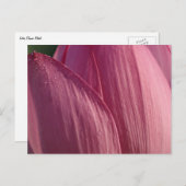 ロータスフラワー花びらピンクフローラ ポストカード (正面/裏面)