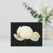 ロータスブド ポストカード (スタンド正面)