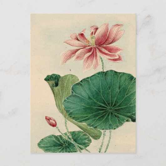 ロータスポストカード ポストカード (正面)