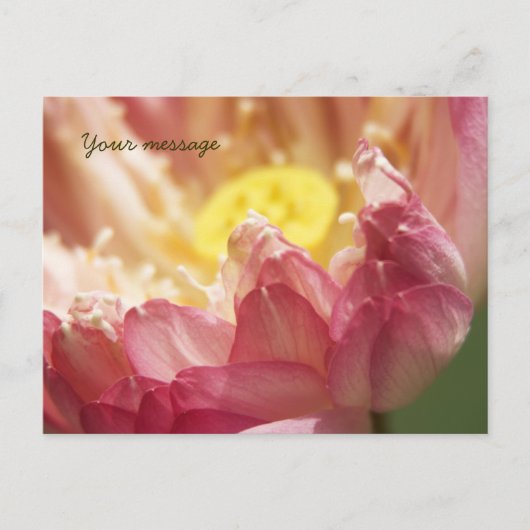 ロータスポストカード ポストカード (正面)