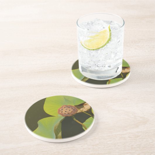 ロータスポッドとライリーパッド コースター (側面)