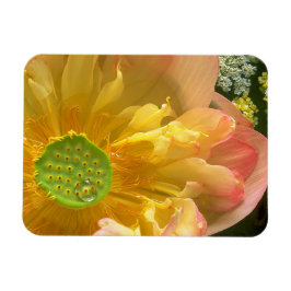 ロータスマグネットを開く マグネット