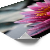 ロータス写真ポスター ポスター (角)