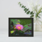 ロータス開花 ポストカード (スタンド正面)